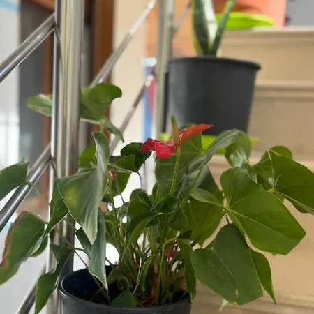 펜션 Bedena House *